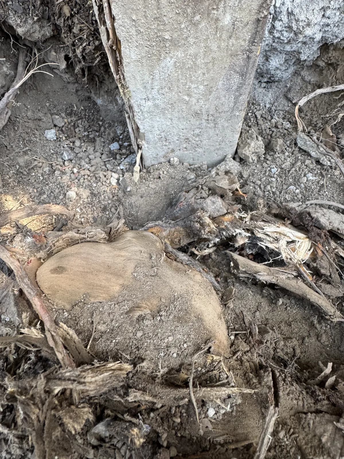 Excavated post hole with the concrete footing standing intact above the decayed wood remains around it