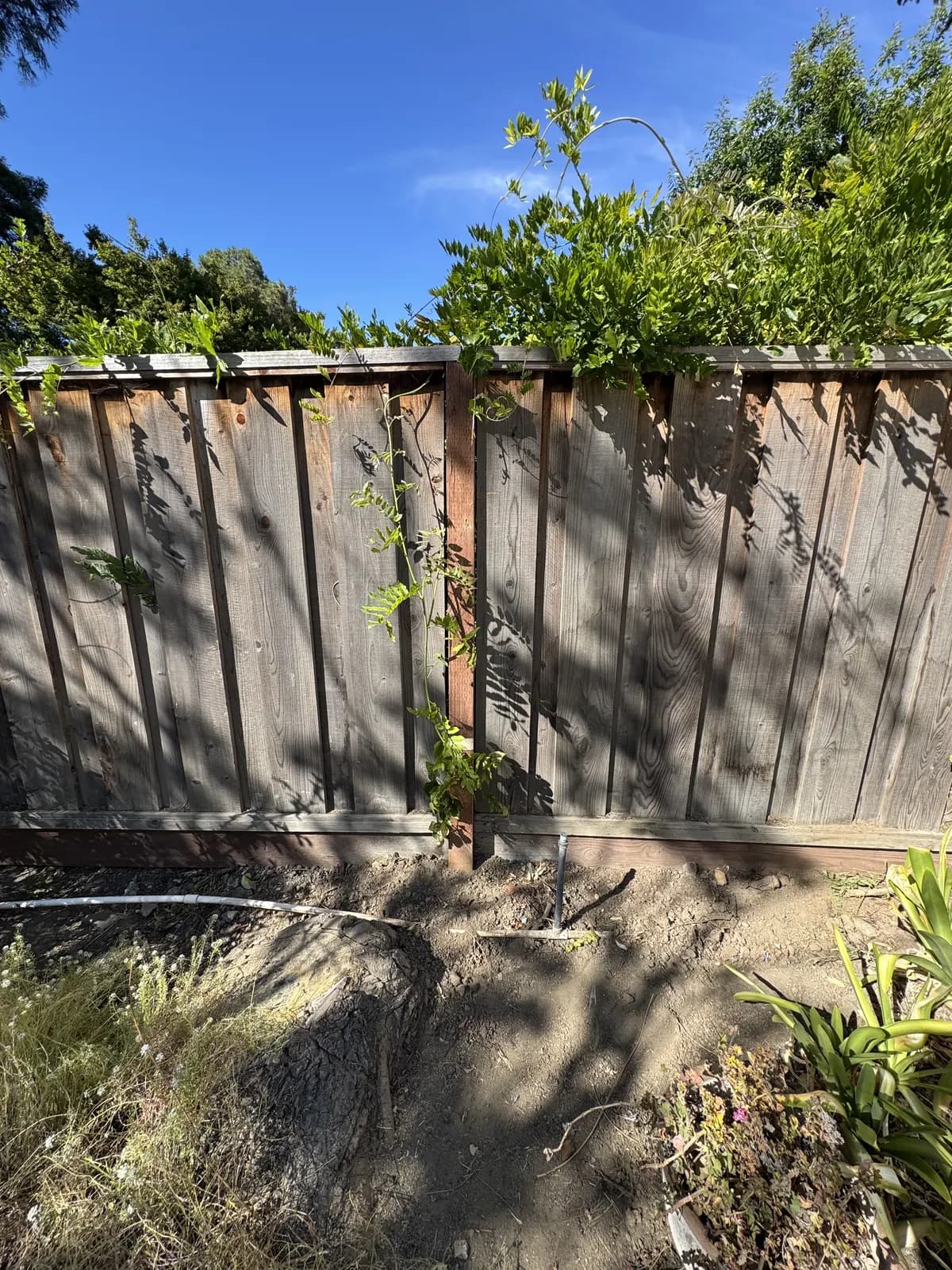 New redwood post standing mid-run in a weathered grey fence, disturbed soil and an irrigation riser at its base