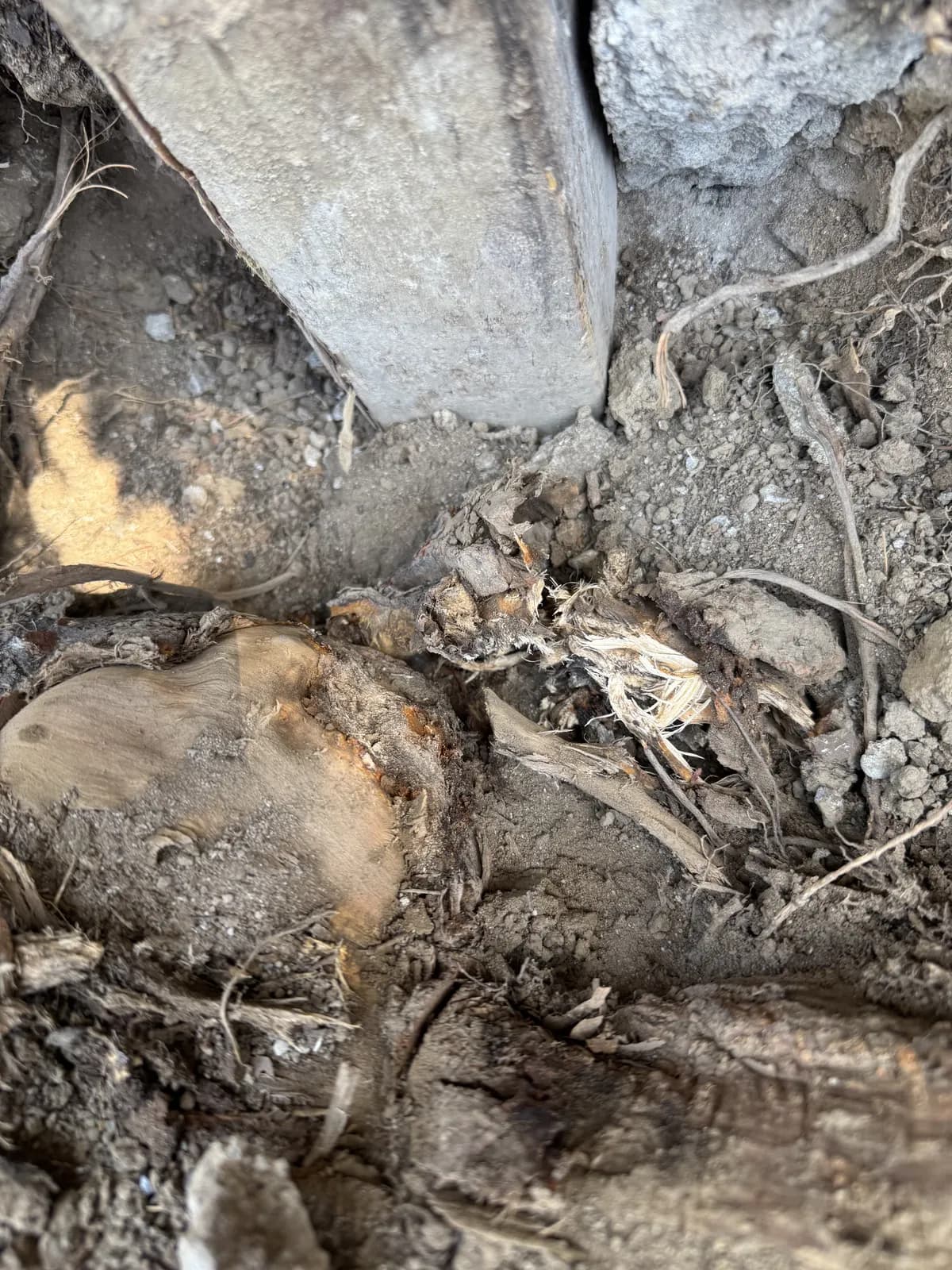 Close view of soil where a fence post stood, filled with pale stringy rotted wood fibres and a broken piece of concrete