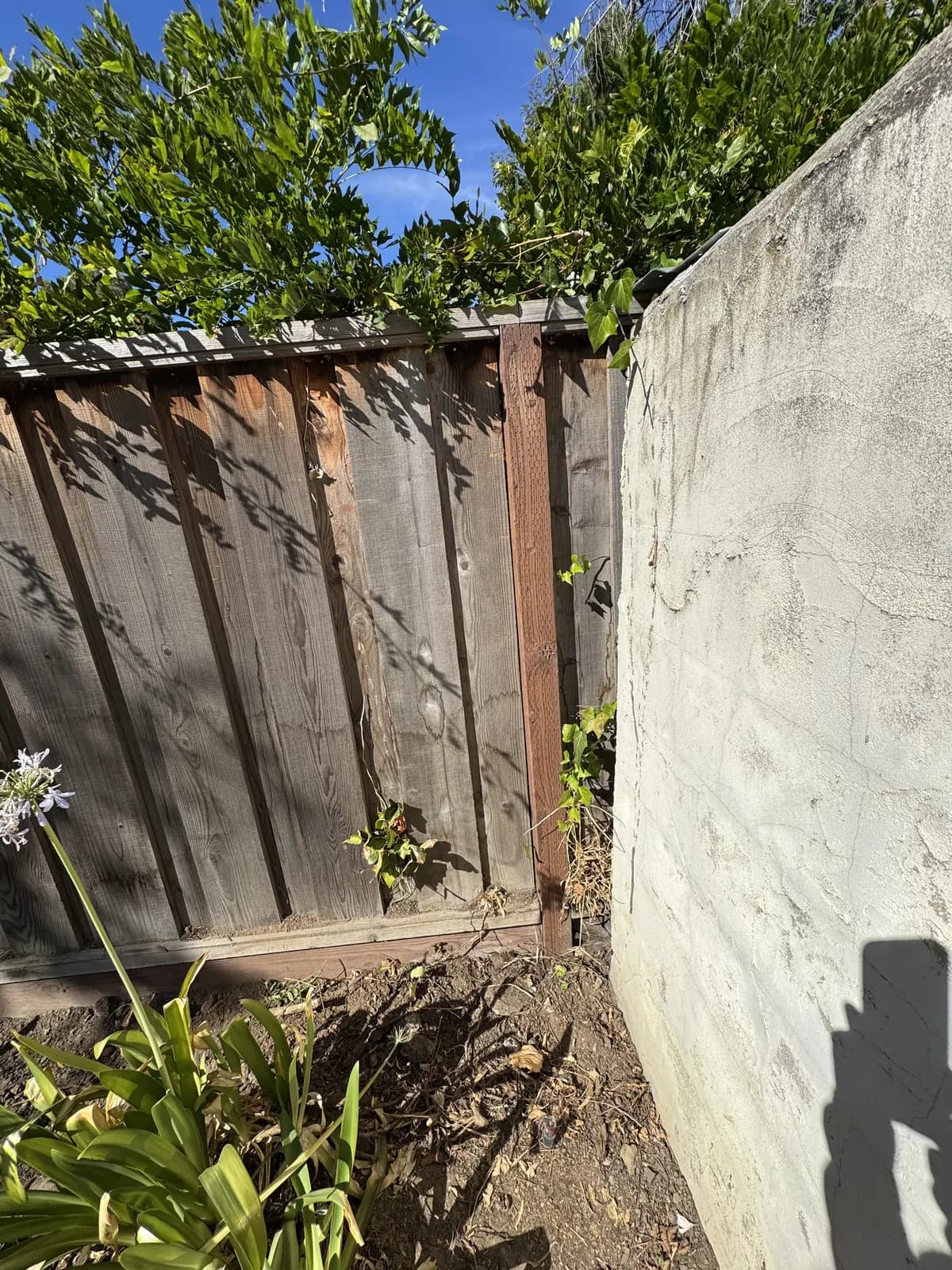 New redwood post at the end of a weathered fence run where it meets a rendered wall, ivy growing over the corner