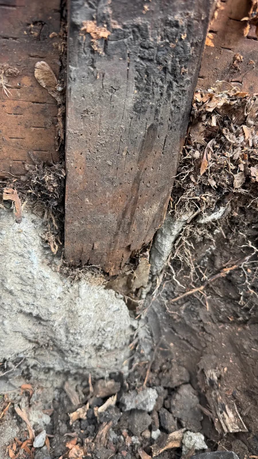 Fence post burned and rotted through at ground level, Palo Alto