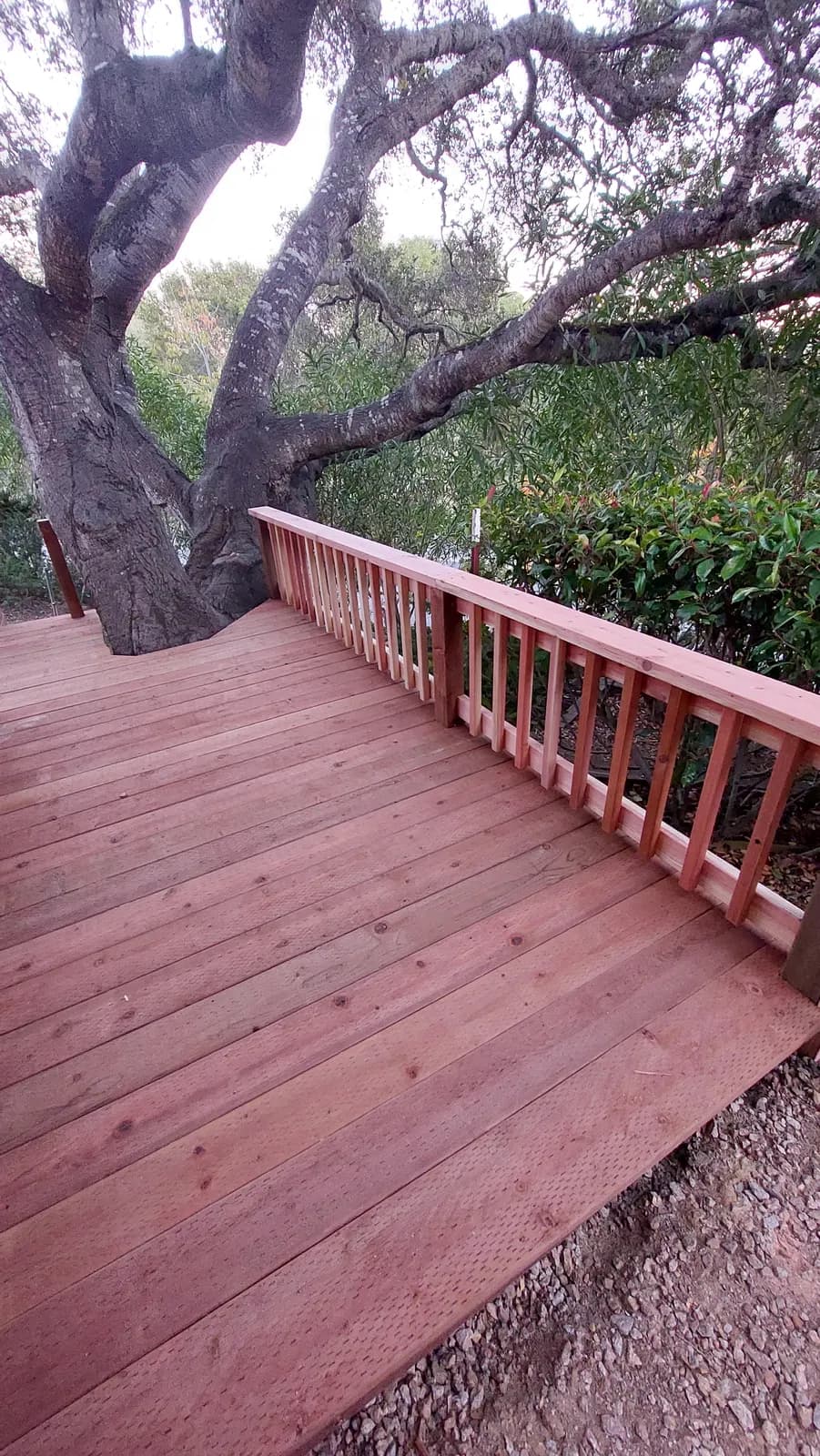 Redwood deck around a mature oak